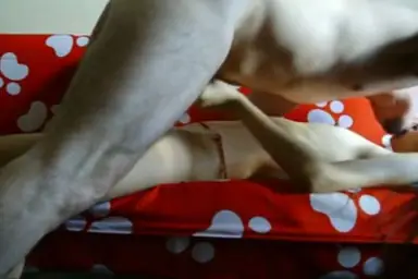 Live ABG Bispak Hotel Bintang Lima Skandal Viral 2026